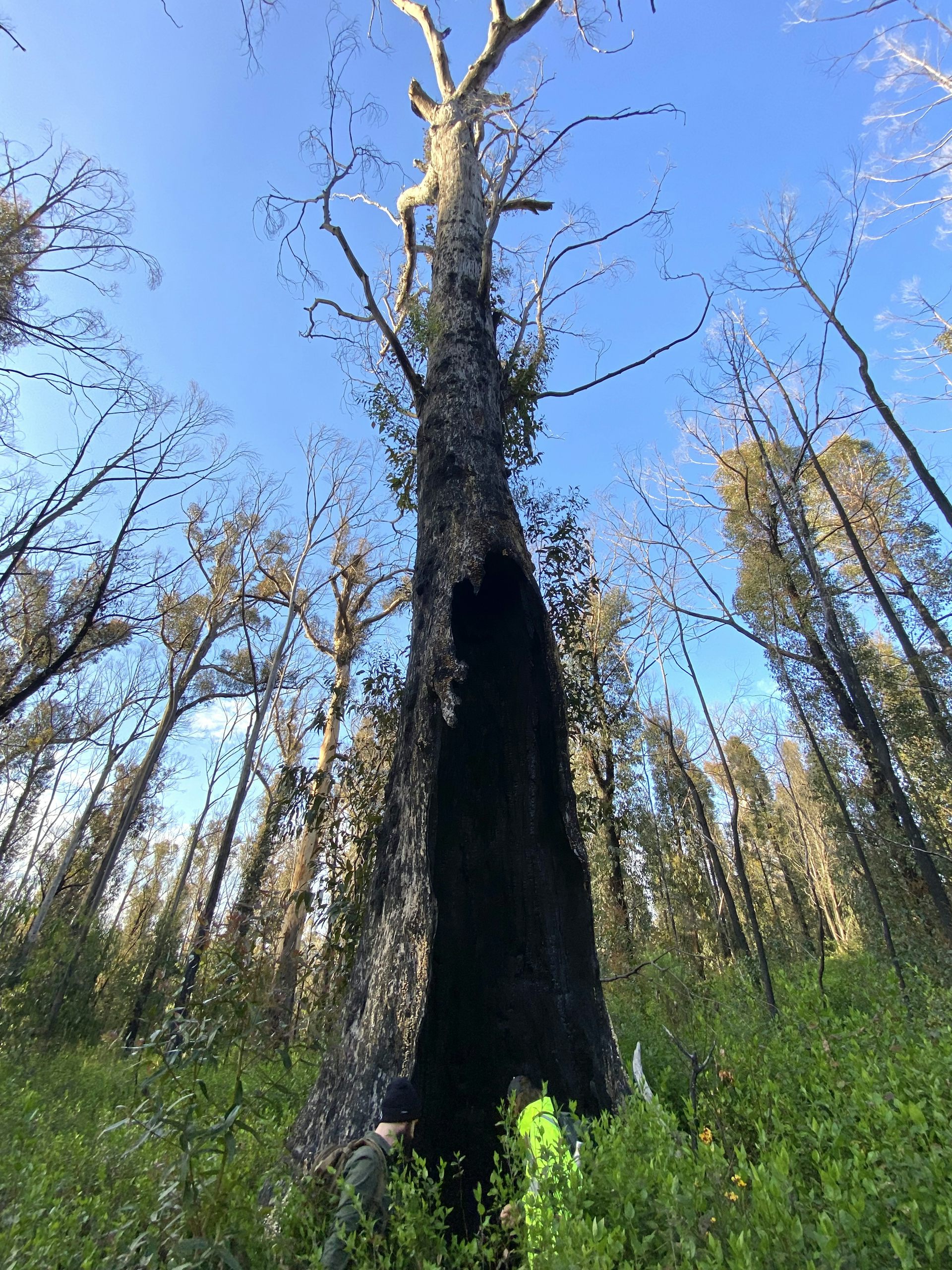 Very large fire scar on the lower trunk of a large old tree.
