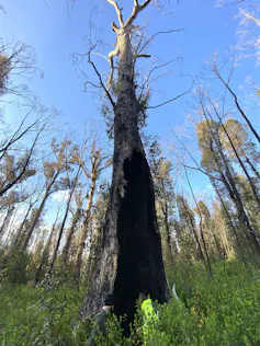 Very large fire scar on the lower trunk of a large old tree.