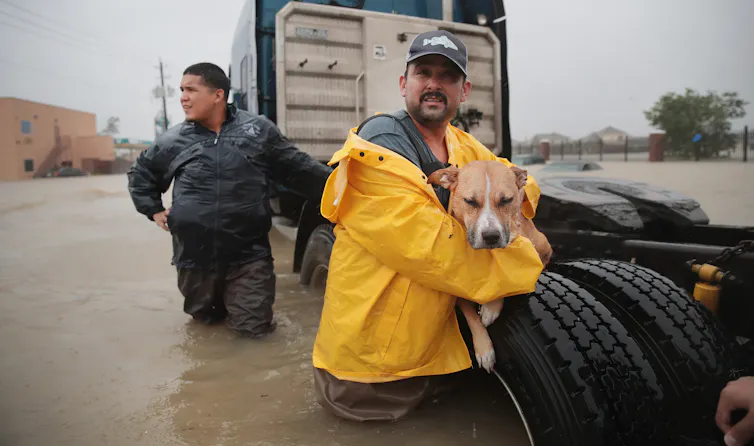 Two men stand in thigh-deep water in the rain next to a truck, one is holding a dog under his rain jacket.