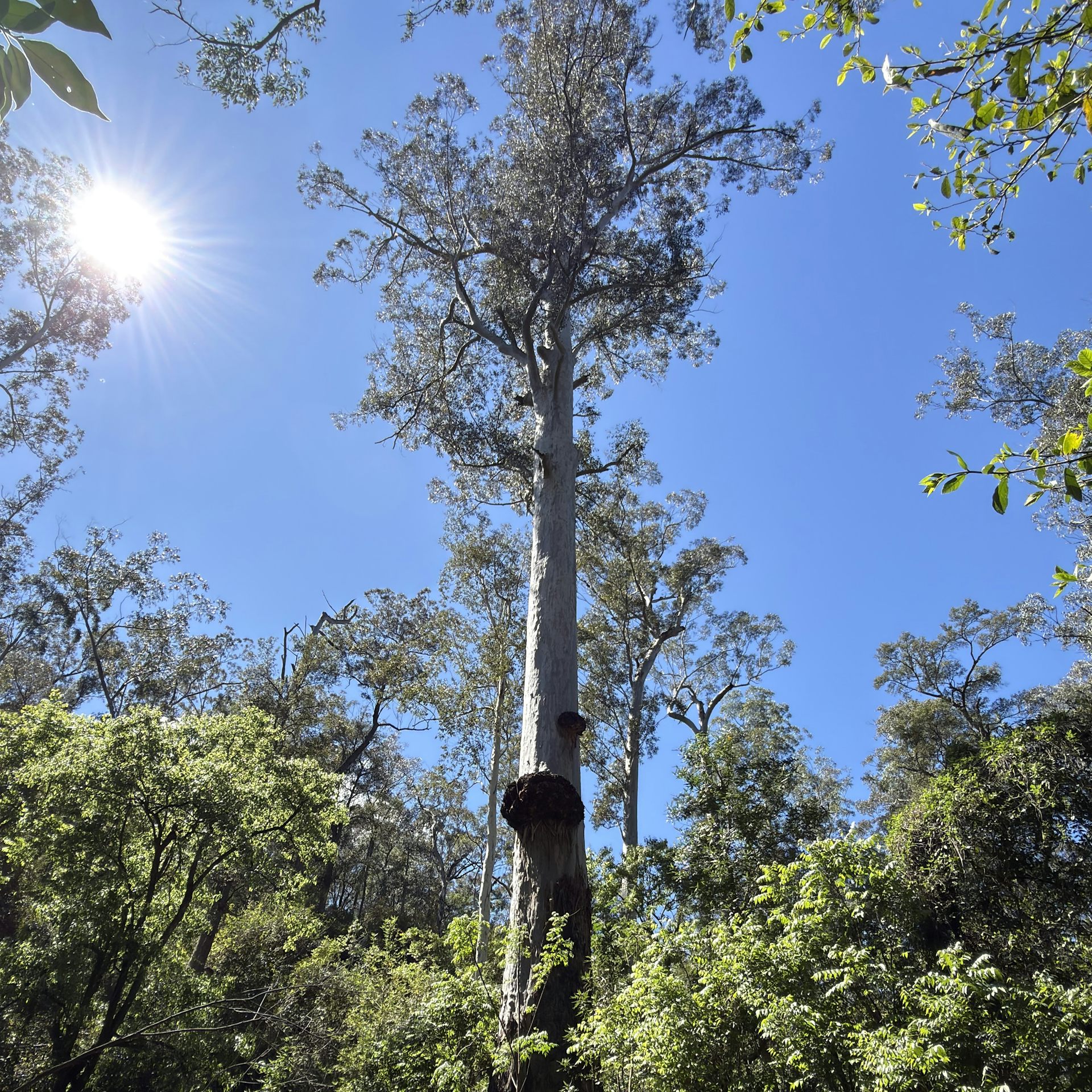 A large tree growing in a forest, with the sun in the background.