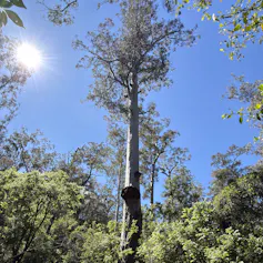 A large tree growing in a forest, with the sun in the background.