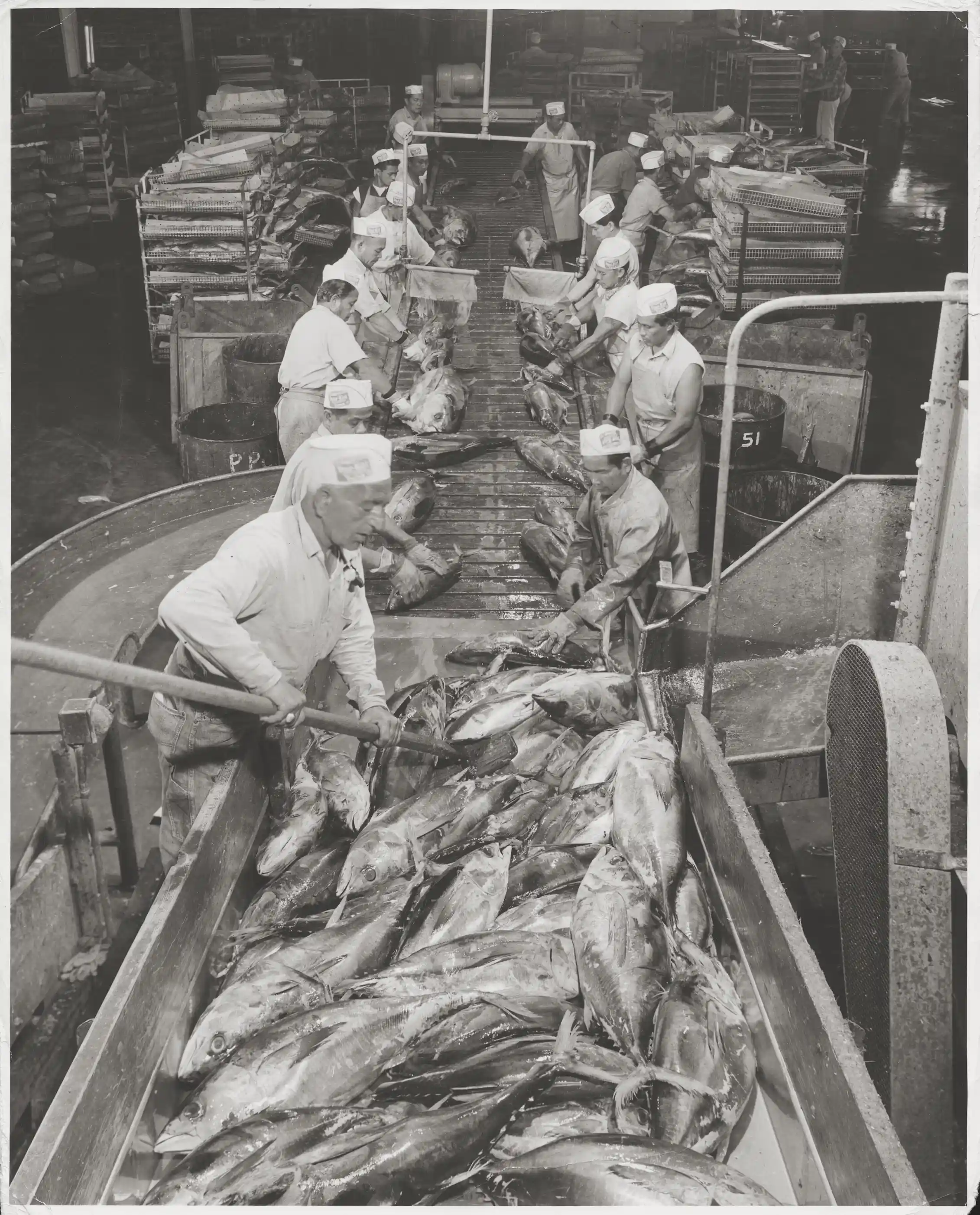 black and white photo of men on both sides of a chute with large fish between them