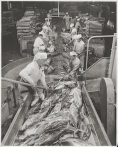 black and white photo of men on both sides of a chute with large fish between them