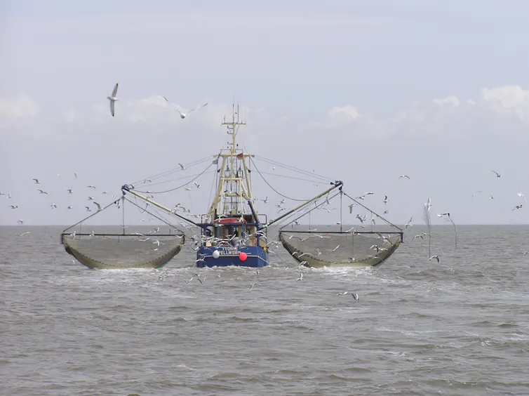 A fishing boat in the open ocean with large basket-shaped nets hanging off both sides.