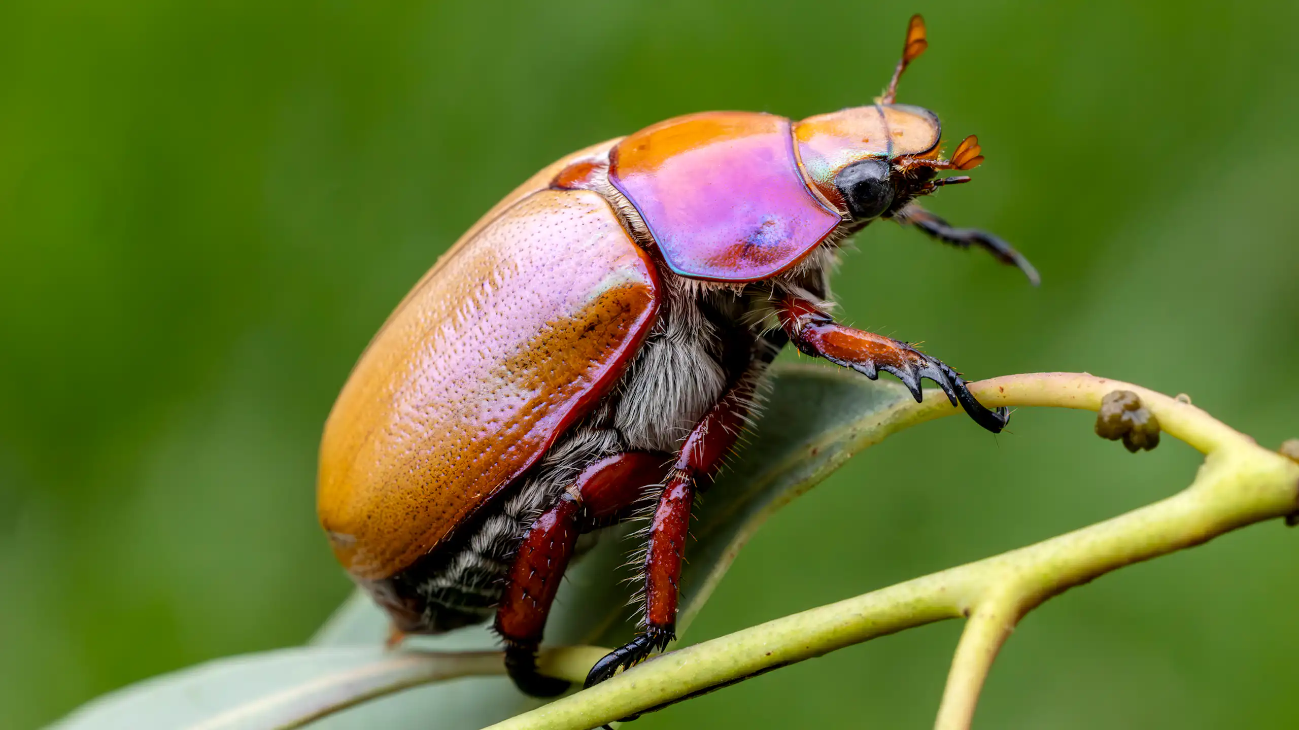 Close-up of a brightly-coloured Australian Christmas beetle on a gum leaf.