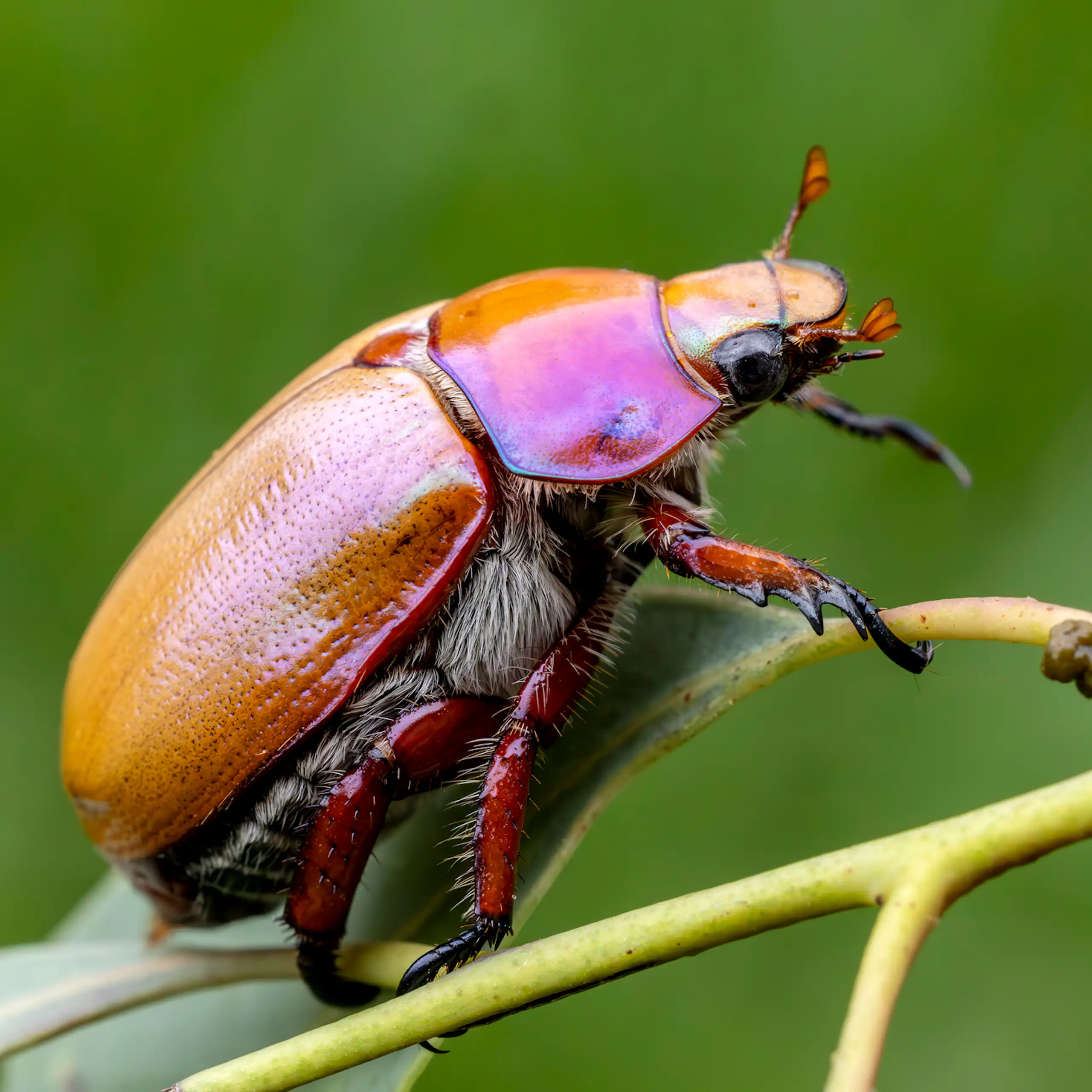 Close-up of a brightly-coloured Australian Christmas beetle on a gum leaf.