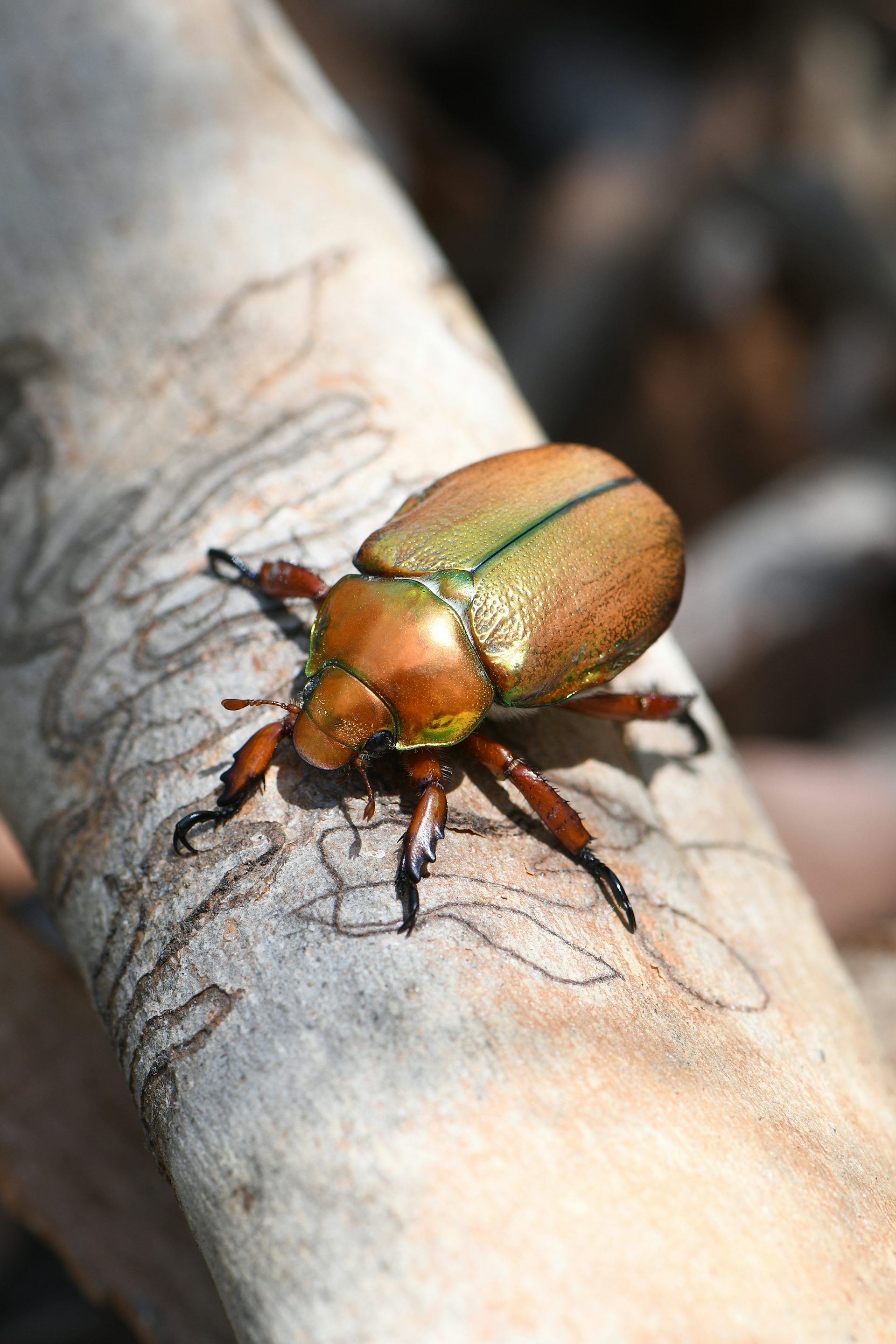 Close-up of a golden green Australian Christmas beetle on a piece of bark.