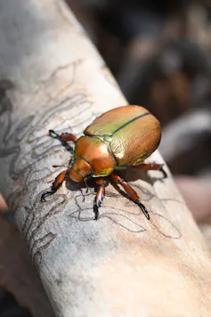 Close-up of a golden green Australian Christmas beetle on a piece of bark.