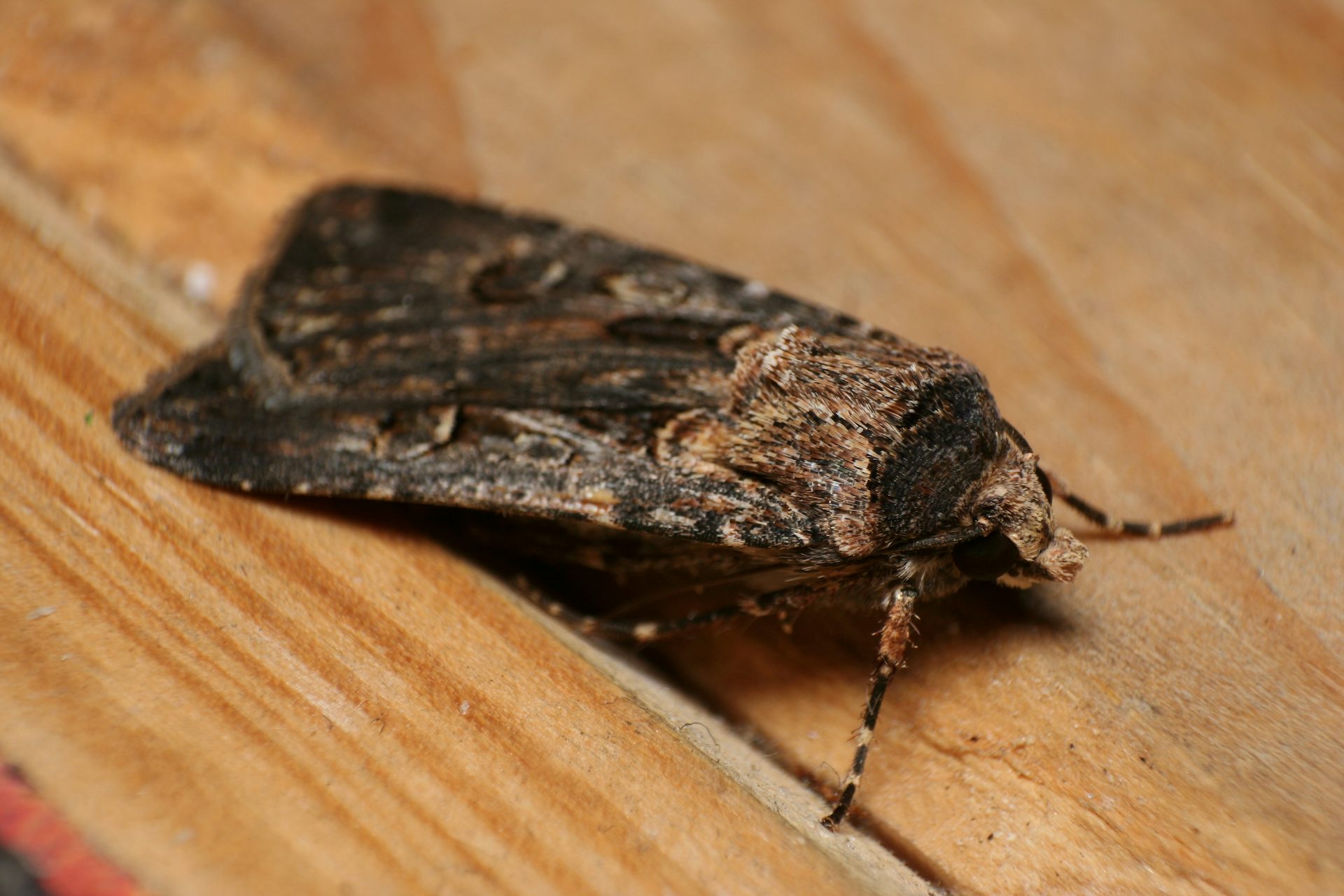 Close-up of a bogong moth sitting on a wooden table.