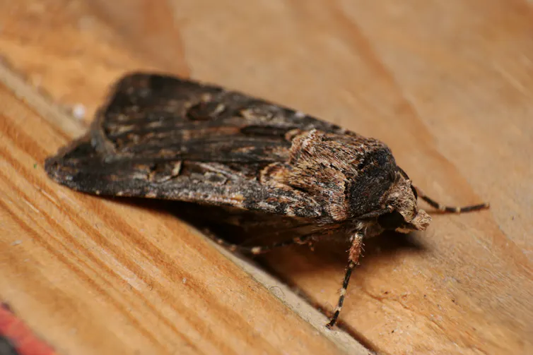 Close-up of a bogong moth sitting on a wooden table.