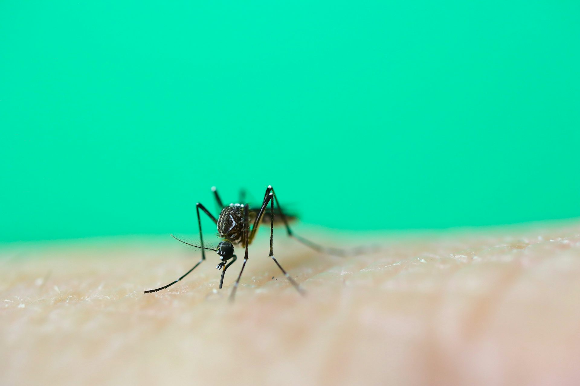 A mosquito biting the arm of a scientist