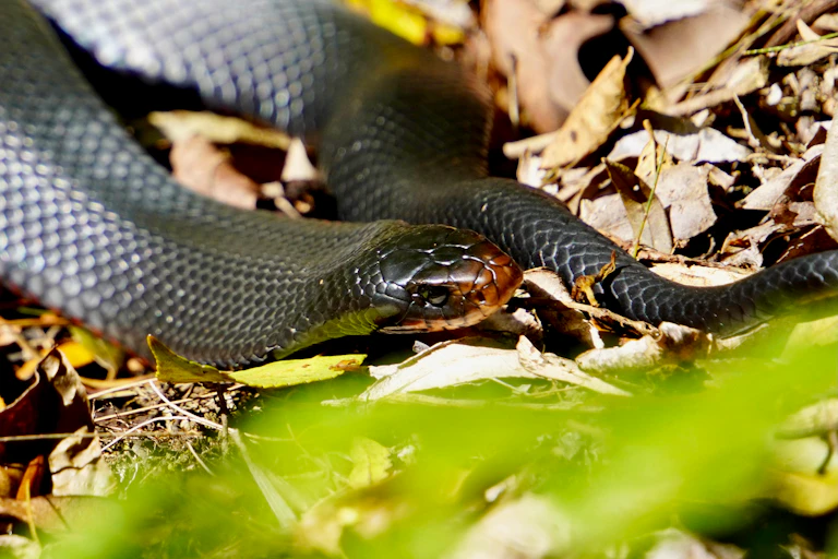 A red-bellied black snake in leaf foliage.