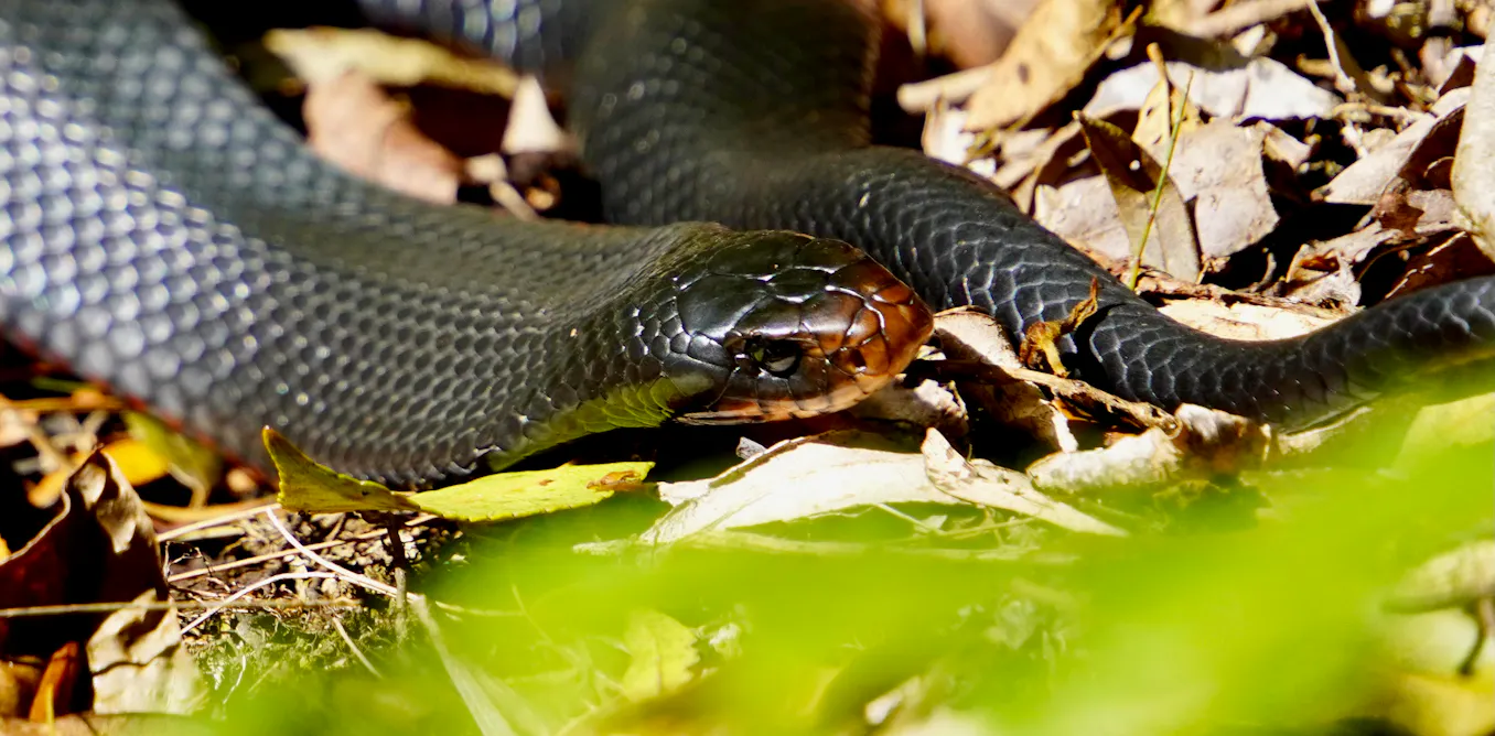 Deadly fungi are harming Australia’s wild reptiles. This is how to stop the spread