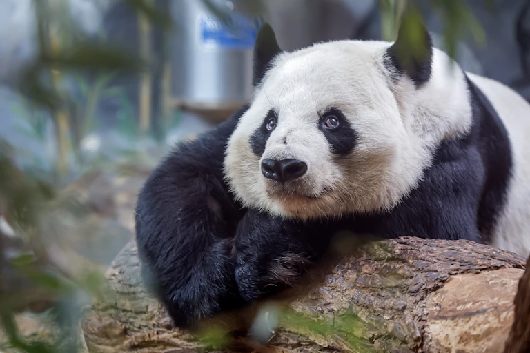 A giant panda slumped over a log.