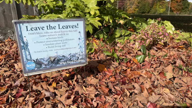 A grassy area covered with leaves sits next to a sign saying 'leave the leaves.'