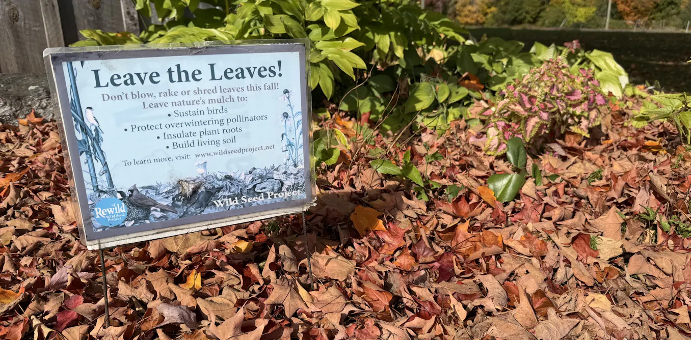 Why fall yard care could start with doing less – but not nothing Why fall yard care could start with doing less – but not nothing