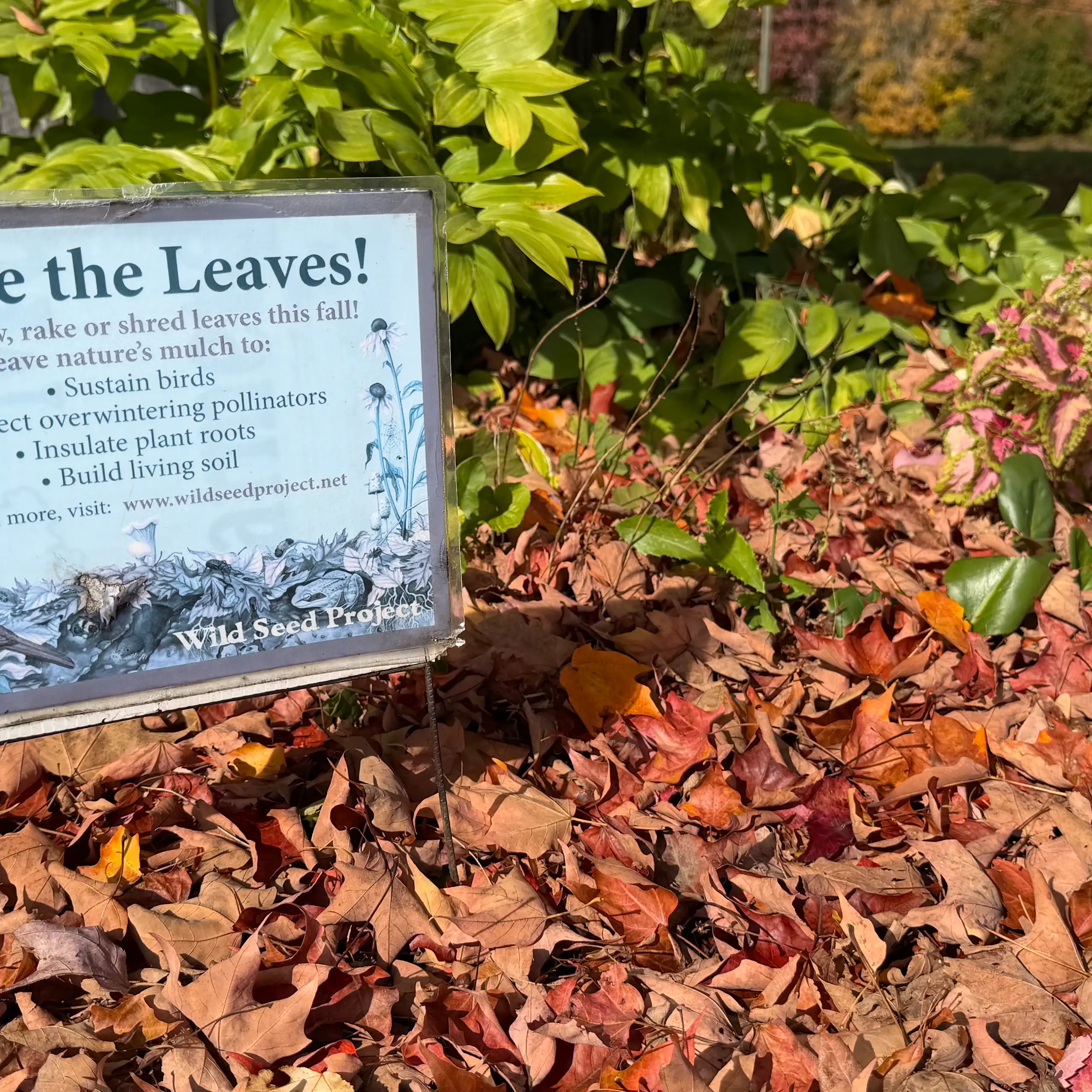 A grassy area covered with leaves sits next to a sign saying 'leave the leaves.'
