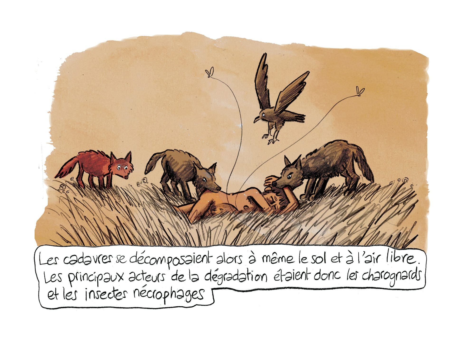 Planche 73 : à décrire