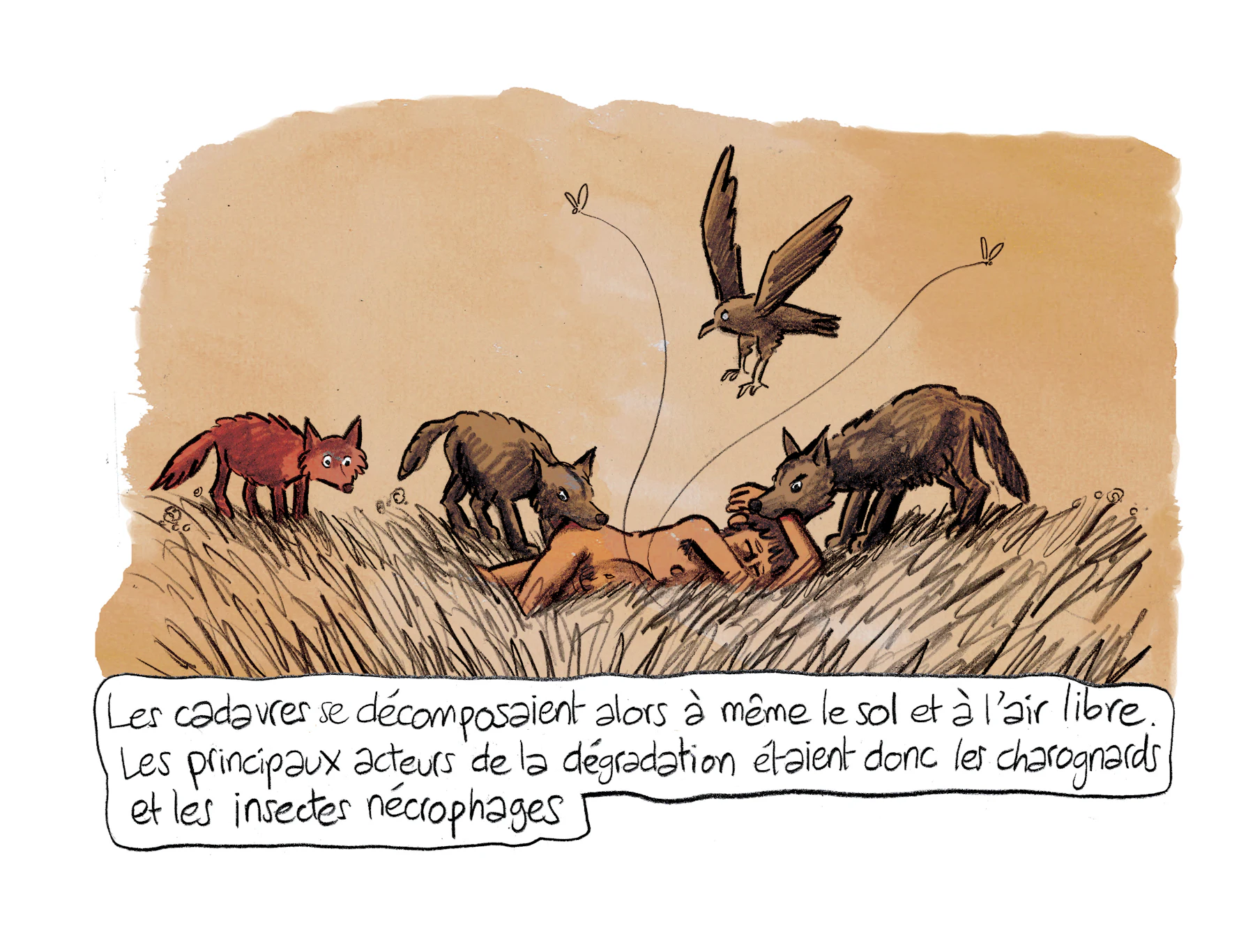 Planche 73 agrandie