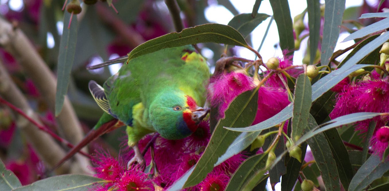Let’s stop tasmania’s swift parrots going the way of the dodo