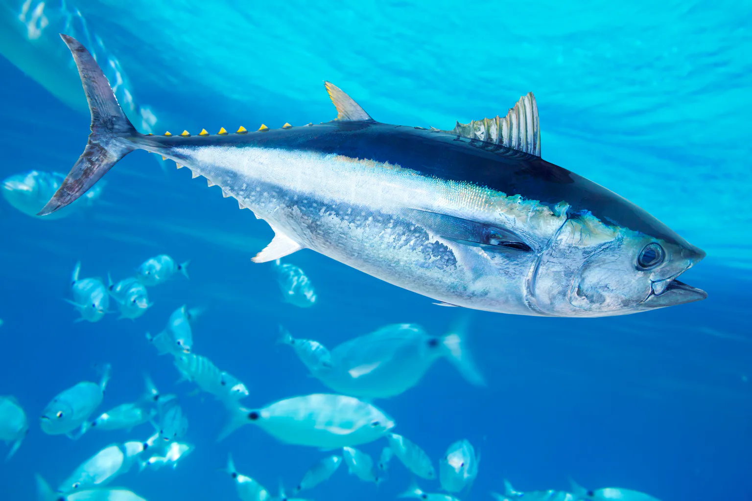 Tuna migration patterns