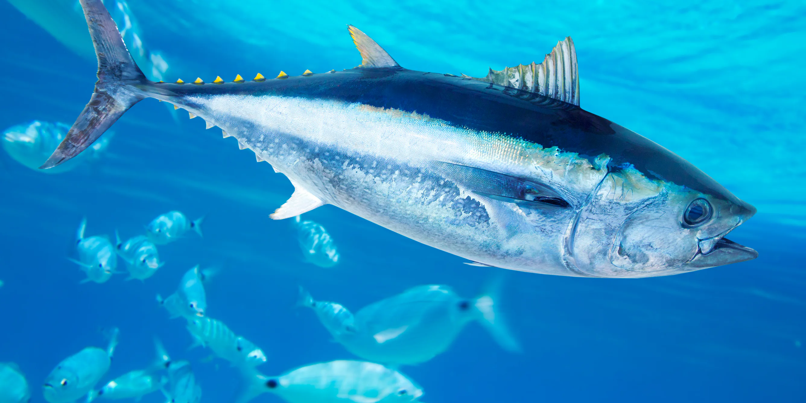 Tuna as global food