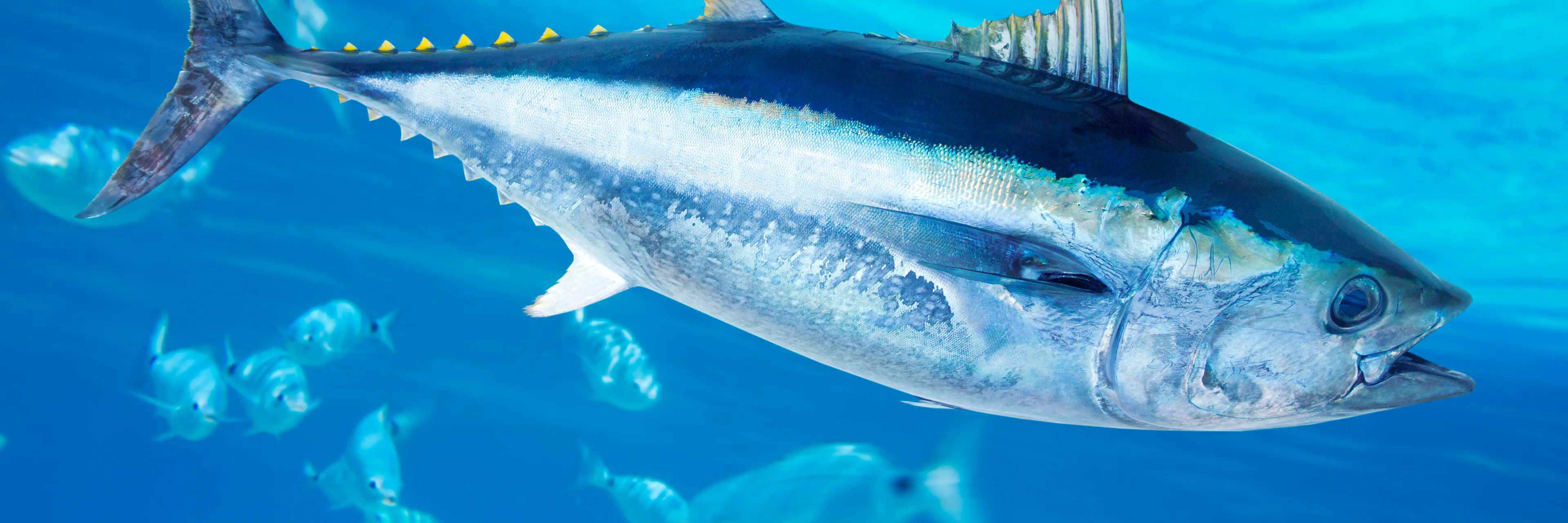 Tuna species and size
