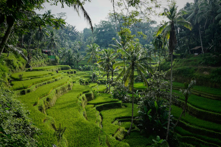 Tropical landscape with palm trees and rice paddies