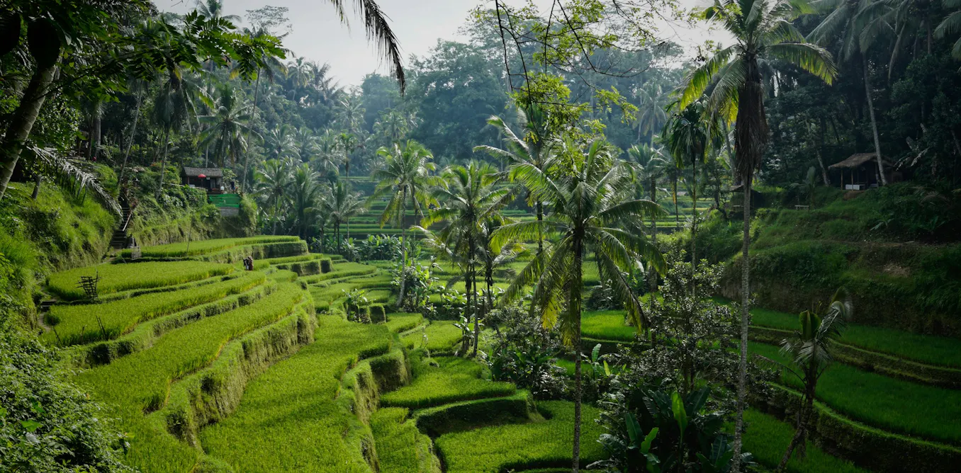A dengue vaccine is now available for travellers. Here’s what you need to know A dengue vaccine is now available for travellers. Here’s what you need to know