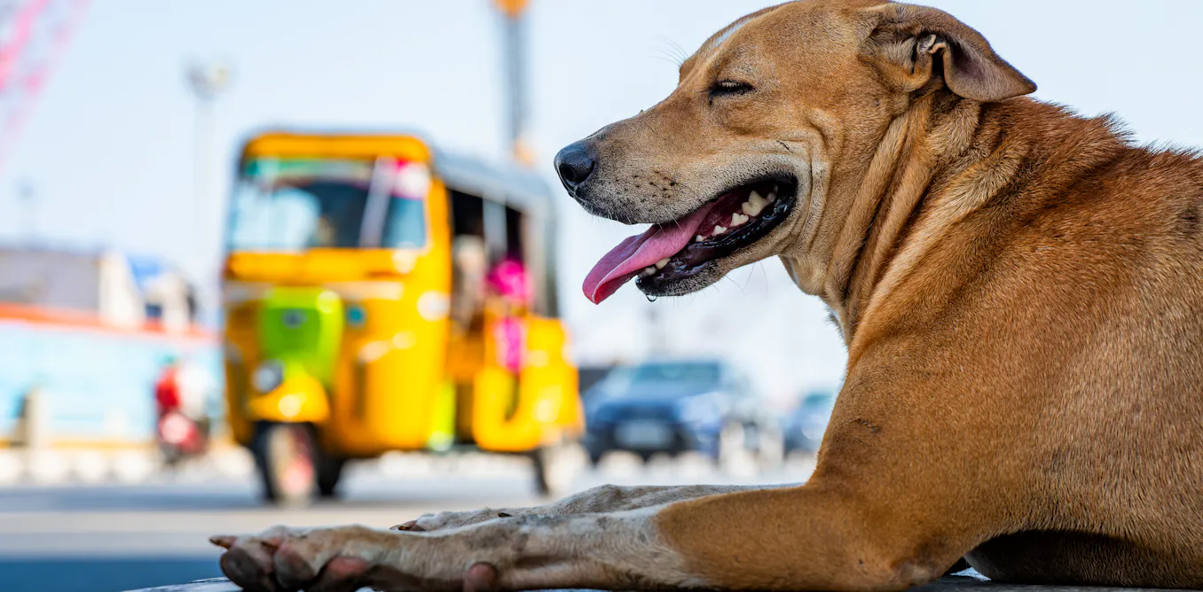 News 12 What can free-living Indian street dogs teach us about how to care for pet dogs?