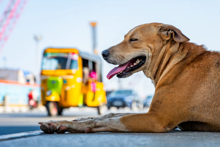 street dog on indian street resting, small vehicle in background.