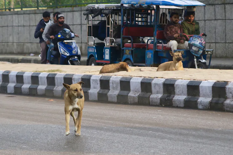 street dog walking across a road in India, people in vehicles behind.