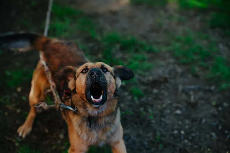 barking dog on leash, teeth showing.