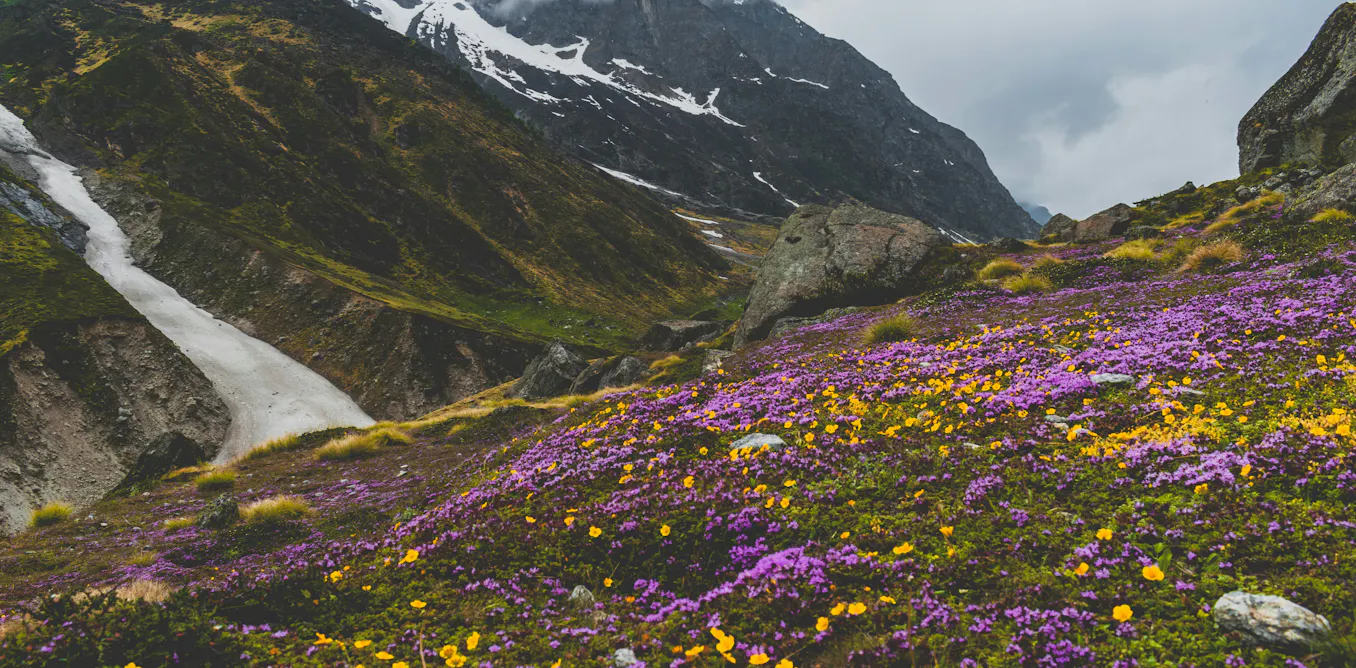 Why are there so many plants? New research reveals two key phases in Earth’s past Why are there so many plants? New research reveals two key phases in Earth’s past