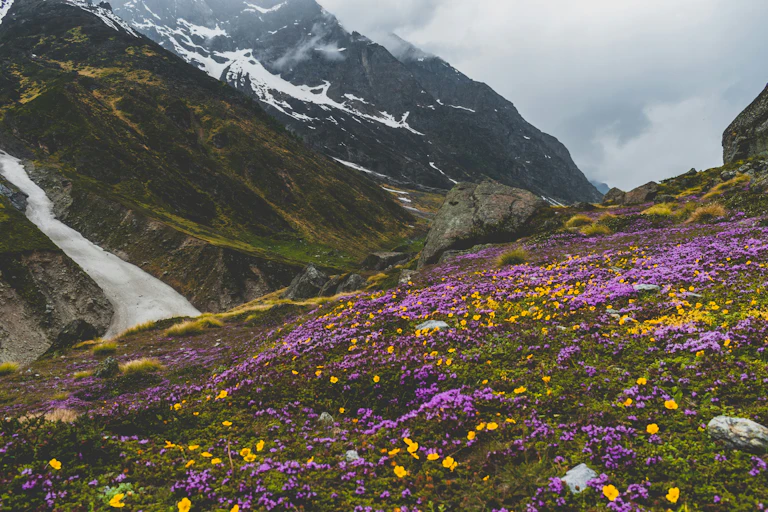 A hillside in an alpine valley covered in purple and yellow vivid flowers.
