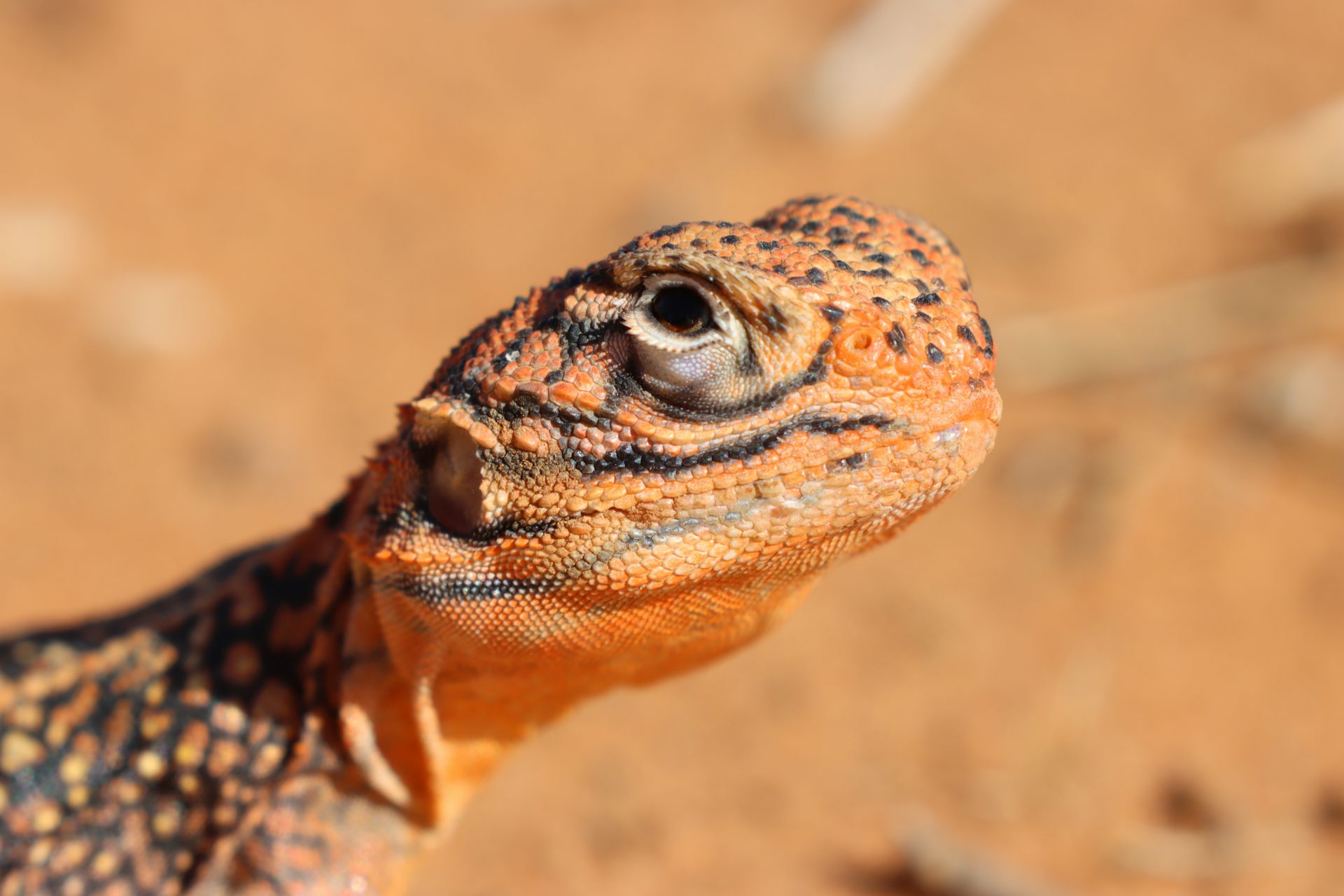 The bulbous head of a central netted dragon.