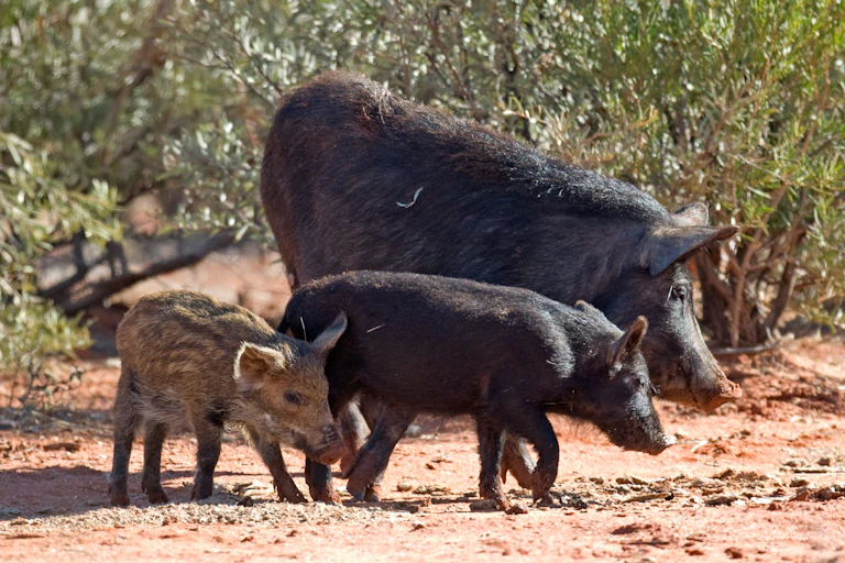 feral pig and two piglets in australian bush.