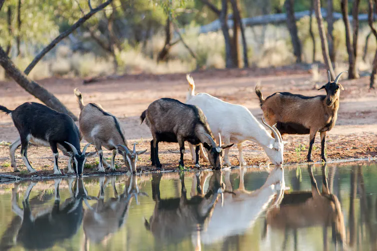 feral goats at waterhole in australia, range of colours.