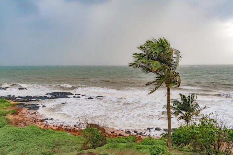 A palm tree is buffeted by strong winds, with a beach in the background.