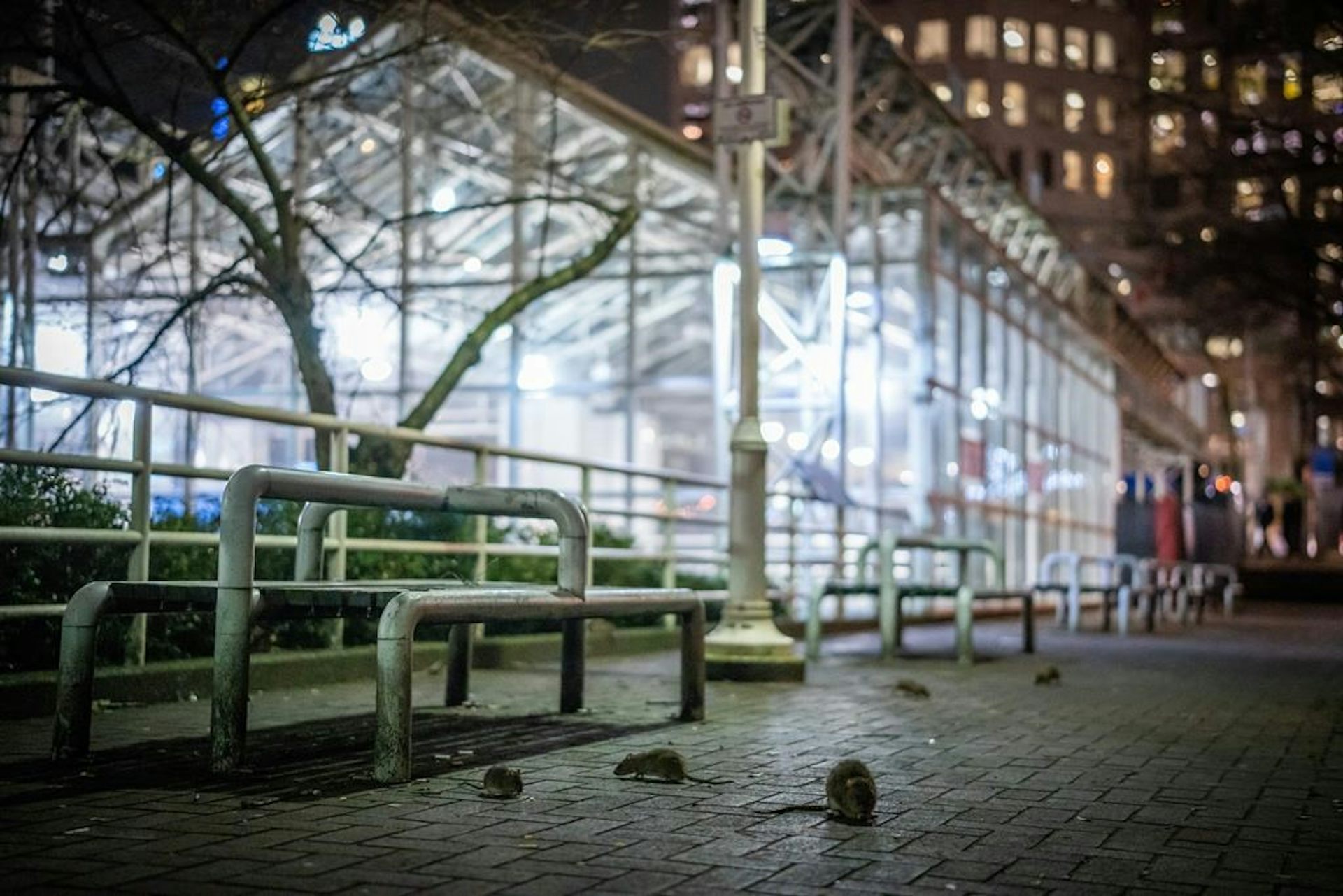 Rats at a train station.