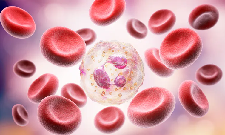 A digital depiction of a neutrophil, which is a type of white blood cell.