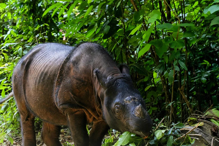 Un rhinocéros de Sumatra, dans la jungle, en train de se nourrir de feuilles.