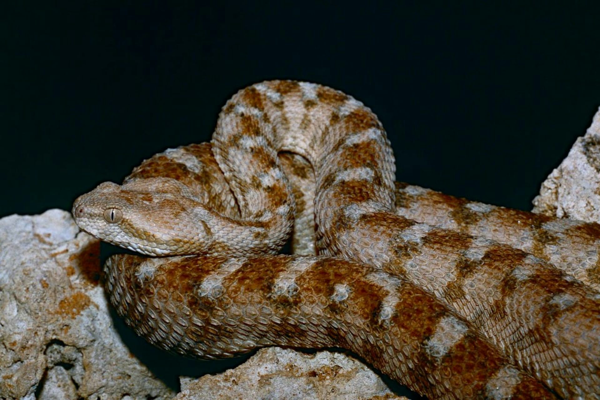 Study Estimates Up to 7 Million Snakebite Envenomings a Year, Sub-Saharan Africa Bears 45%