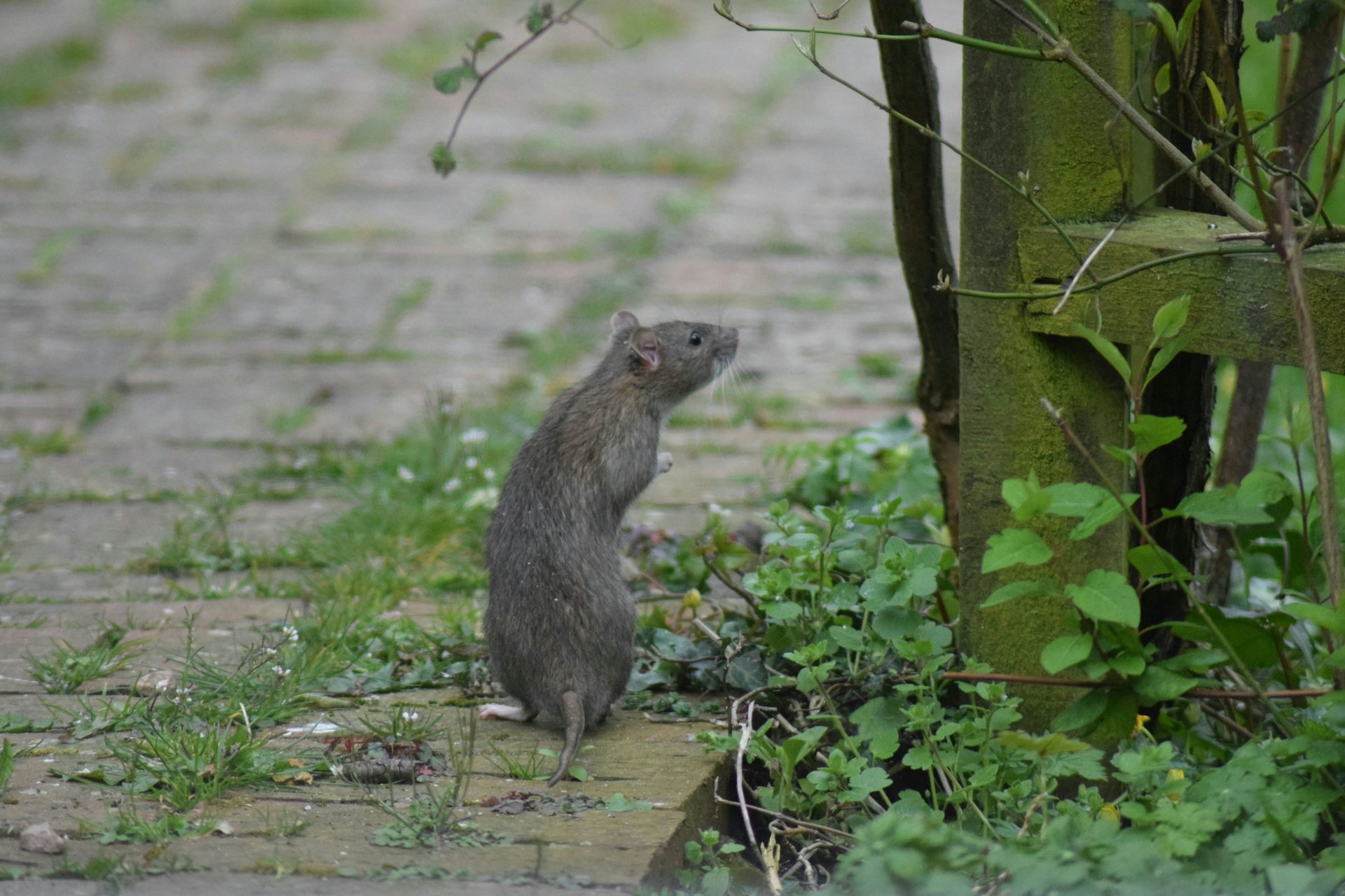 The politics of city rats: What urban rodents tell us about housing and ...