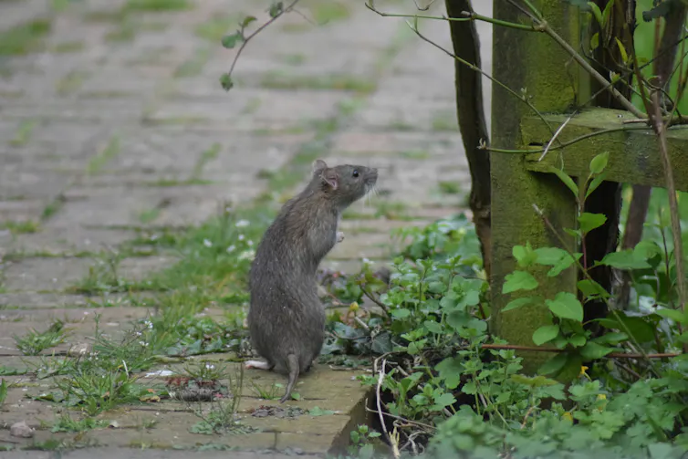 A rat in an urban area.