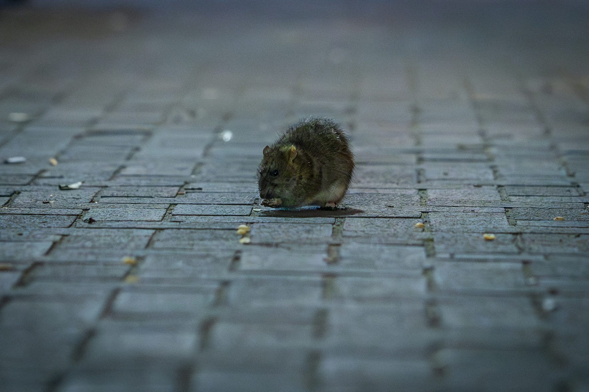 The politics of city rats: What urban rodents tell us…