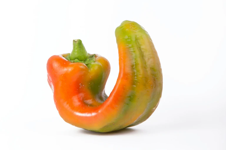 An odd-shaped pepper is curled up like a "C," with orange, green and yellow coloring.