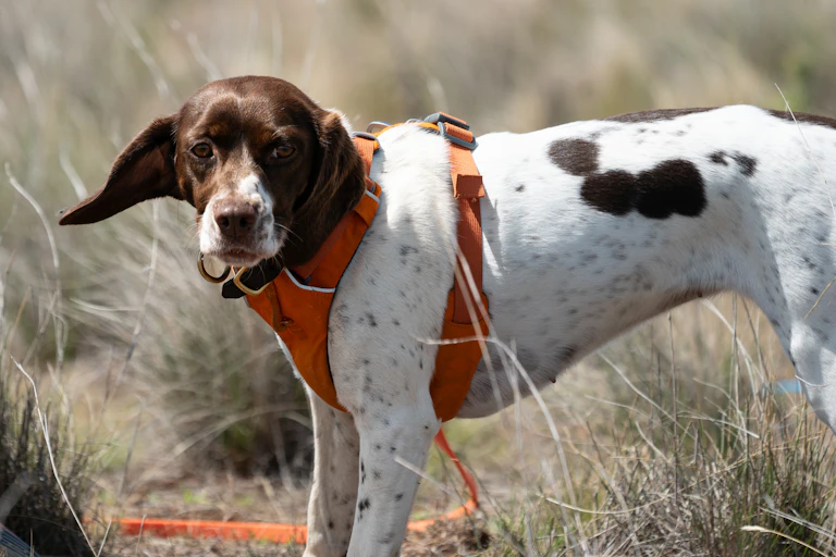 A brown and white dog wearing a bright orange vest stands in a grassland.