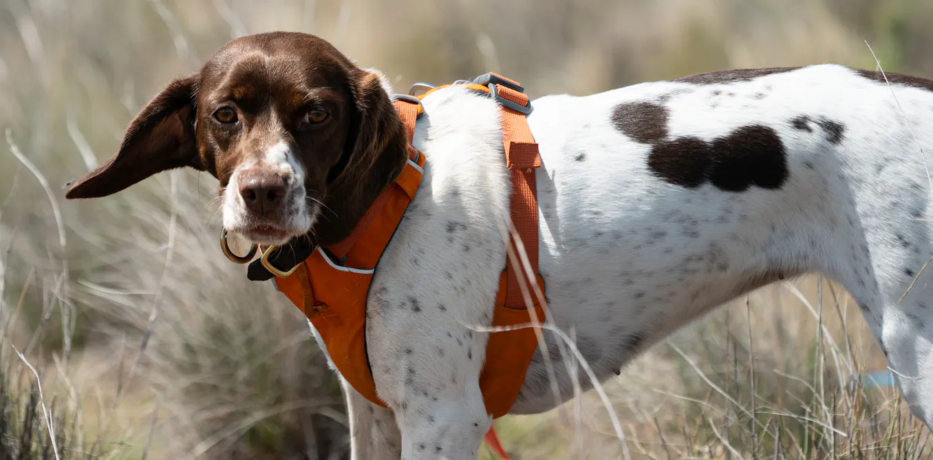 Our detection dogs are helping protect one of Australia’s most imperiled lizards Our detection dogs are helping protect one of Australia’s most imperiled lizards