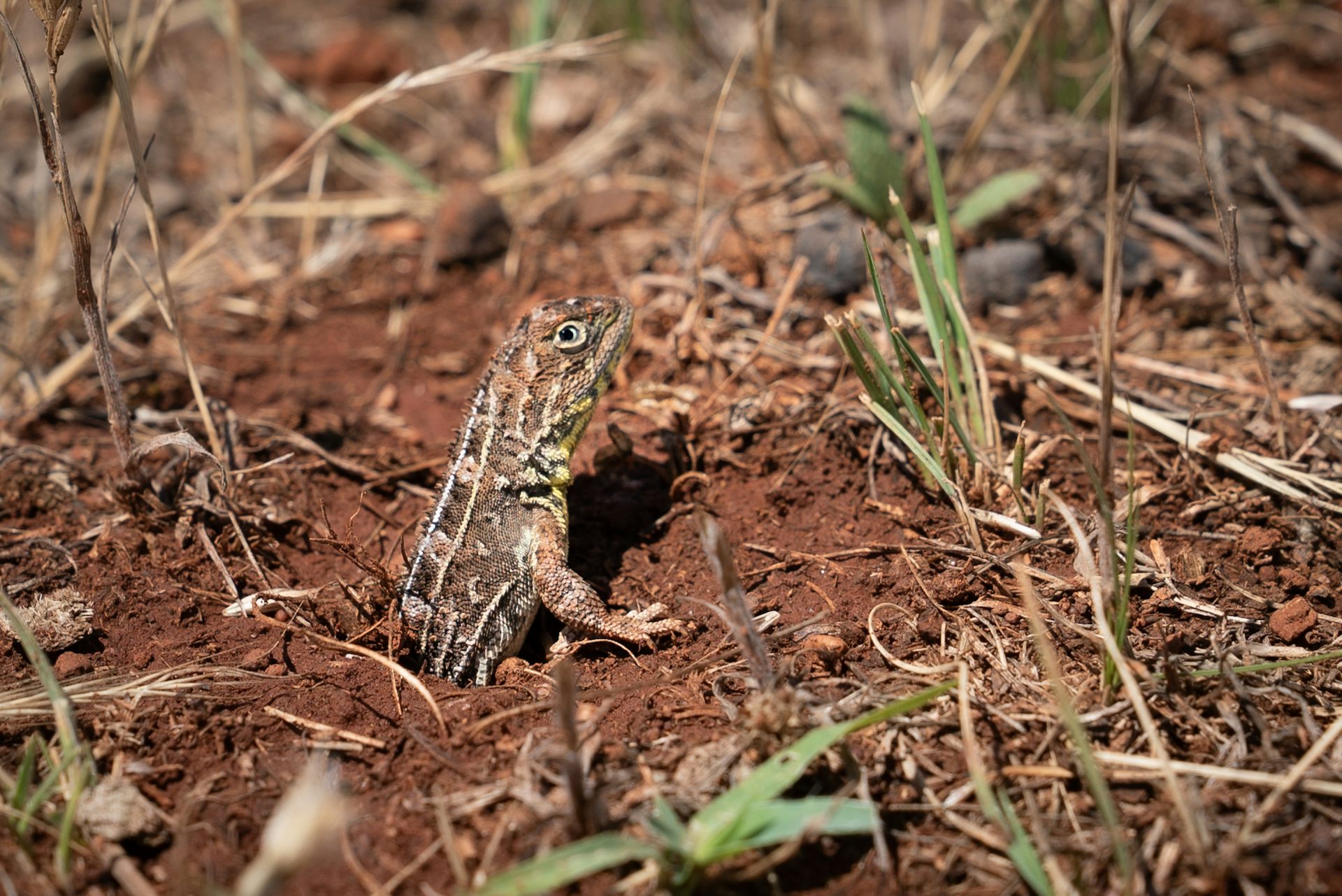 A brown and white lizard emerges from a hole in the soil.